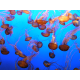Monterey Bay Aquarium - Jelly Fish