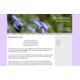 Media ThemeFlood: bluebonnets